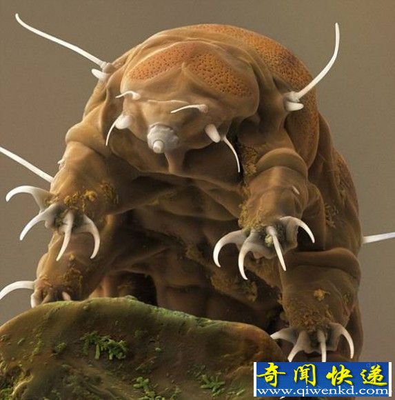 盘点十大最怪异海洋生物 还记得奥特曼里面的怪兽吗?
