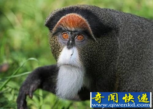 世界上最贵的十种动物 第一竟值一千六百万美元