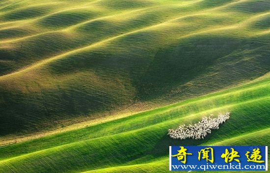 意大利托斯卡纳 草地羊群美到令人窒息