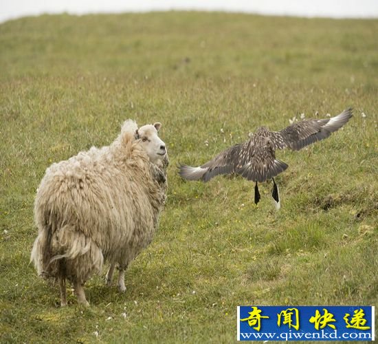 ոһŸ ë