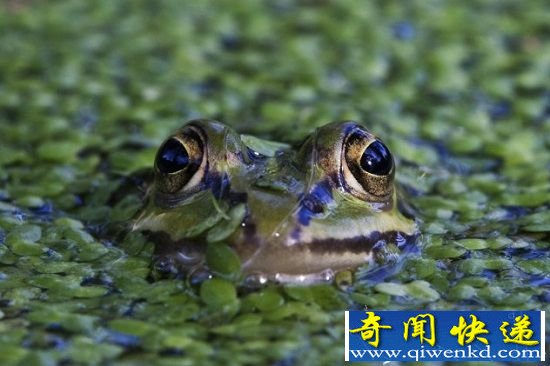 动物十大违法行为 盯梢告密耍流氓