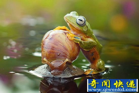 摄影师拍摄:雨蛙趴在蜗牛身上“搭便车”穿过水面