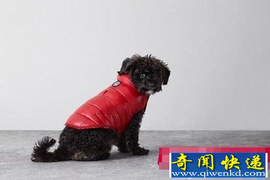 堪比品牌T秀 宝贝宠物狗们的时髦装扮