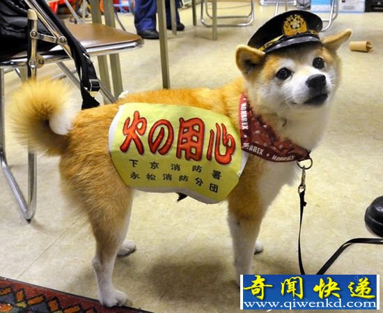 日本消防犬爆红 与主人参加宣传防火知识活动