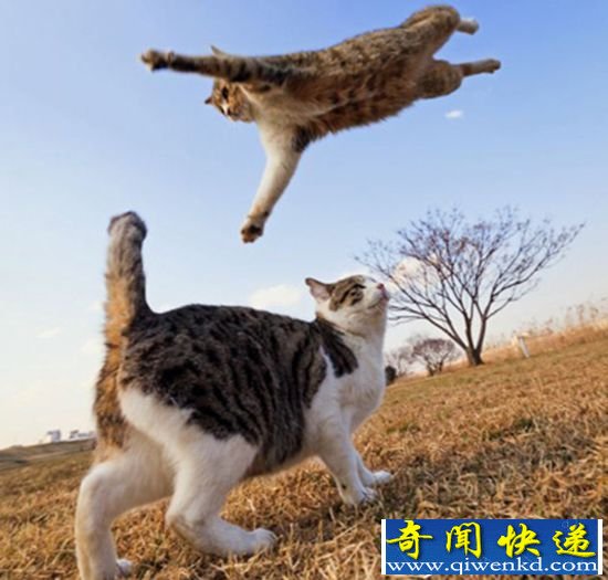 极为罕见:摄影师抓拍 无敌飞天猫竟似忍者