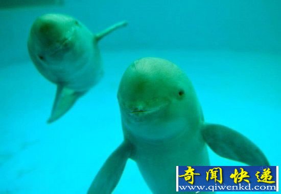 洞庭湖江豚的“微笑”:我们还能见多久?