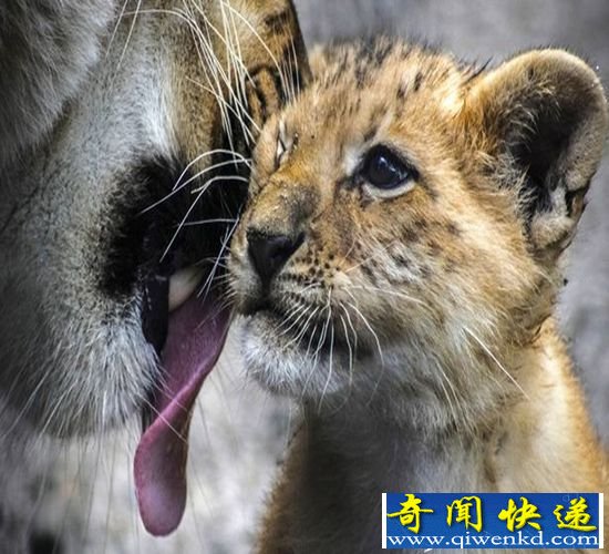 俄狮虎兽母亲悉心照料狮狮虎兽 画面温馨有爱