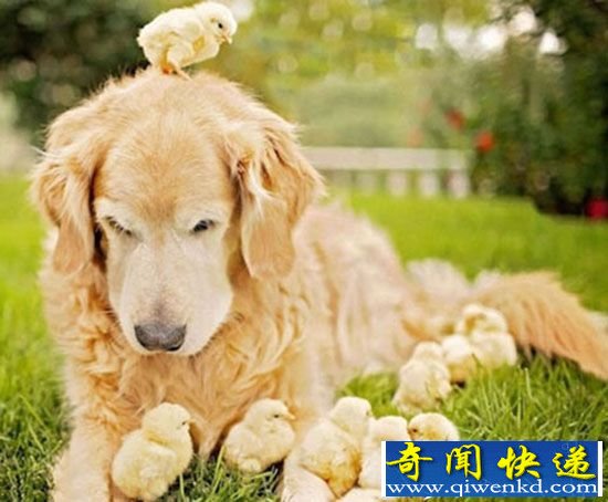 温情!狗狗与鸡仔一起生活 照片感动世界