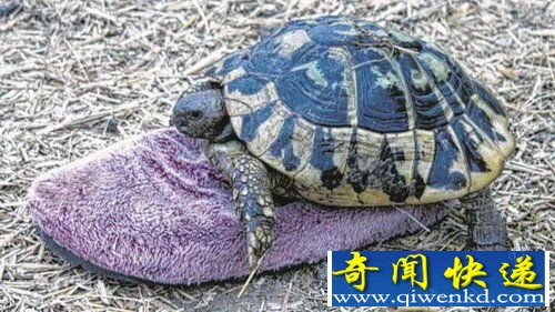 ƷֽȻͬڵ¹ͷһЦԷǵ飬¹һֻ60ڹһֻЬɰ²֮30ꡣ