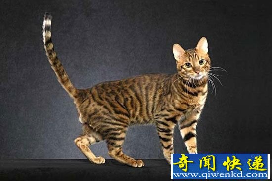 动物世界十大美丽“混血儿”