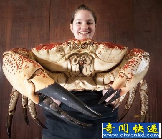 塔斯马尼亚巨型螃蟹 世界上最大螃蟹品种