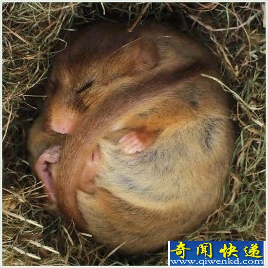 ˯��һ���������� ��ôŪ��Ū���ѵĶ���