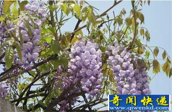 ��Ȼ��ʮ���ж����ͻ��̵� �ջ�ˮ�ɻ����߶���