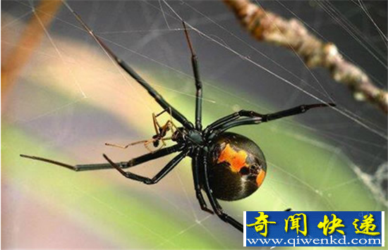 动物十大残忍生存手段盘点 母螳螂喜欢先奸后杀