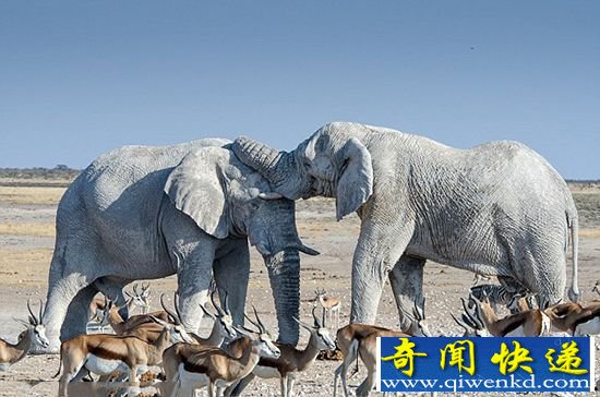 大白象!埃托沙国家公园 大象皮肤都呈现出白色