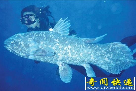 ǻ����ȷ�Ϸ��������� �����˽�4.1�����������