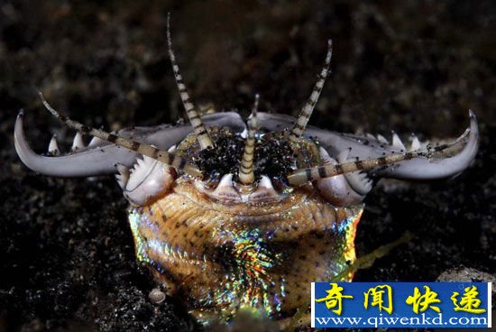 博比特虫