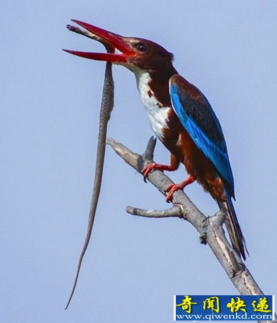 ӡ�Ȱ׸�С���񸩳����� ����������