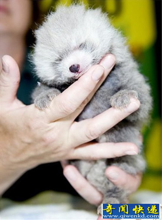 �����ʮ���������궯���̵� �����պÿɰ�