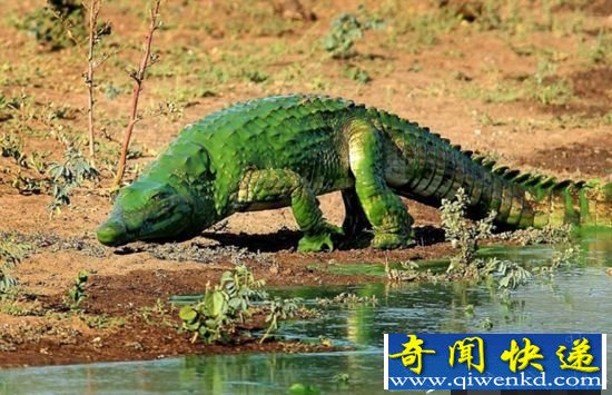 南非惊现鳄鱼 被水藻覆盖似“绿巨人”