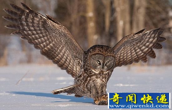 猫头鹰捕鼠精彩瞬间 定格画面令人叫绝