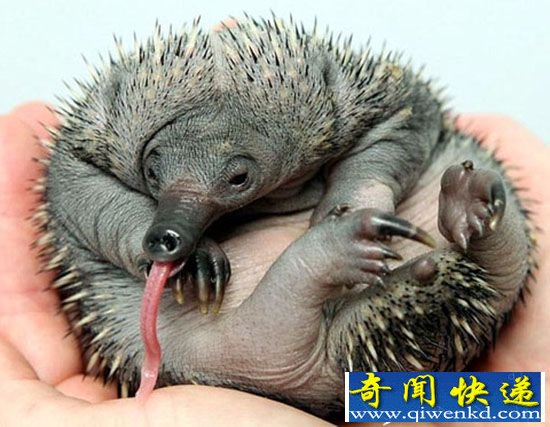 澳大利亚针鼹鼠幼崽 蜷在人手中萌态十足