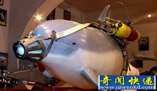 可怕!乌克兰训练间谍海豚可击杀敌人