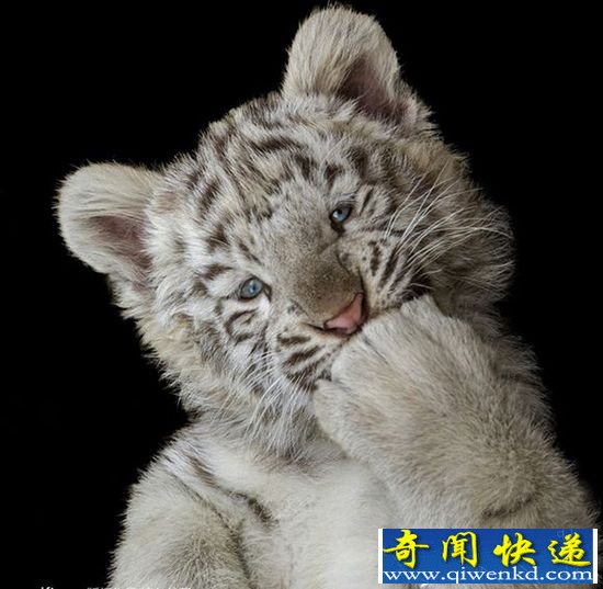 �����գ��������Ц�ݰ׻�������������