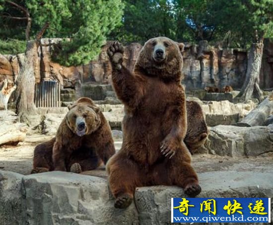 ����������԰��һ���ܻ�צ���οʹ��к�