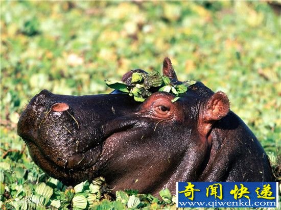 �����ʮ�����趯���̵� û��˭�������