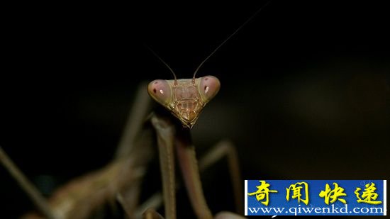 关于动物的十项古怪实验 螳螂的微型3D眼镜