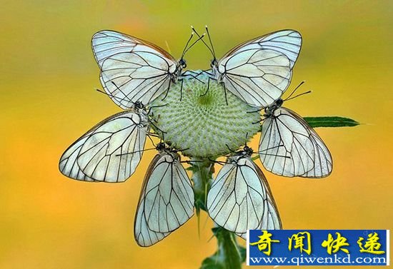 意大利摄影镜头下 捕捉造型对称的奇妙昆虫
