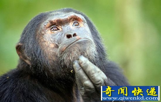 �ڸɴ��������Ϊ���� ģ��"��˼��"