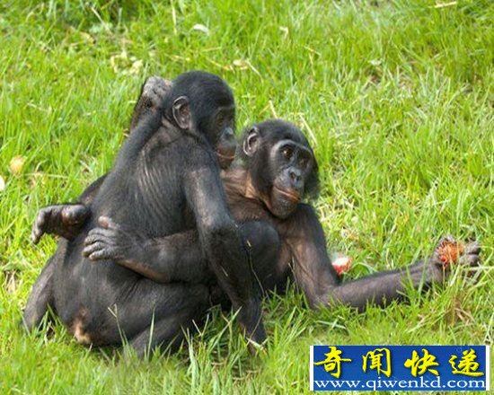 动物十大疯狂性行为