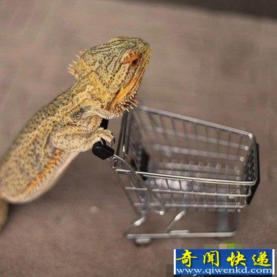 ȳ裡īС ɰ