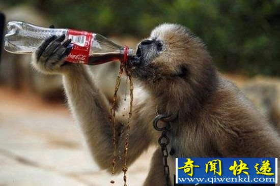 捧腹大笑!可爱动物模仿人类举止行为 袋鼠拳击队