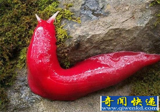 ��ͼ������ʮ��ɫ���������� ��Ȼ����PS����