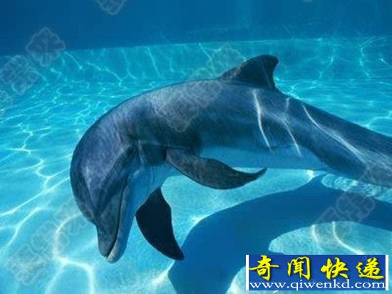 动物睡觉各不相同 海豚睡觉关闭一半大脑