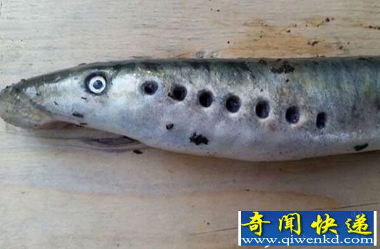 英国河道惊现 史前生物"僵尸鱼"绝迹近2世纪