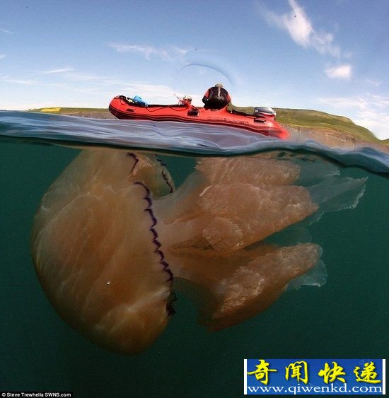 英国西南沿海惊现大量巨型水母 长1.5米体型惊人
