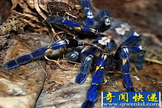 ��Ȼ��ʮ����ɫ���޵Ķ��� ɫ�ʰ�쵵ı���