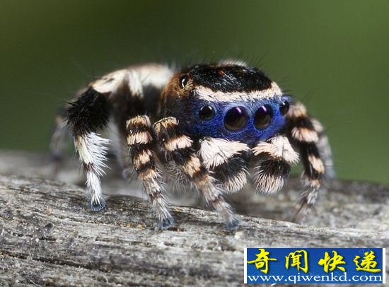 ������ȸ����Ȥ��ż��ʽ �������赸��������