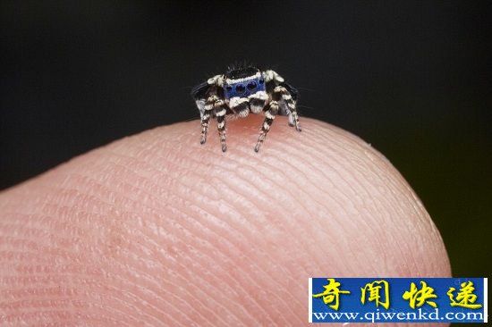 ������ȸ����Ȥ��ż��ʽ �������赸��������