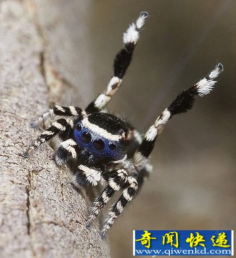 ������ȸ����Ȥ��ż��ʽ �������赸��������