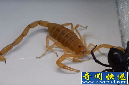 ɫнЫսڹѸ֩ ϶֮