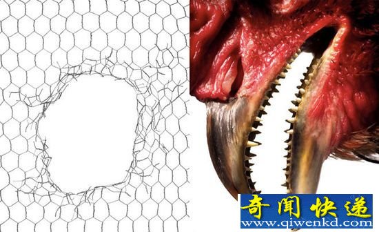 侏罗纪世界现实版:美国科学家要把鸡变成恐龙