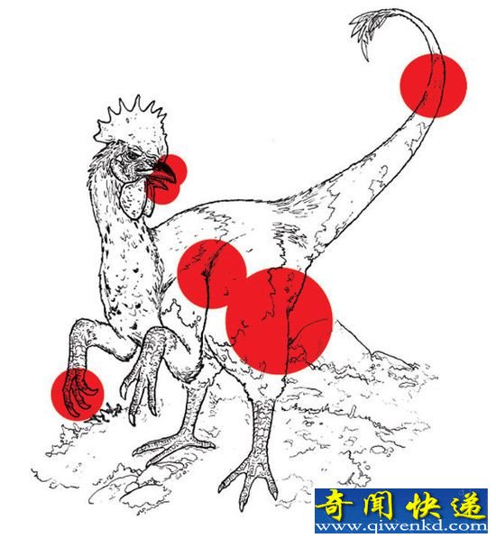 侏罗纪世界现实版:美国科学家要把鸡变成恐龙