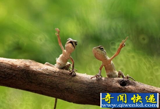 印度小蜥蜴枝头大秀舞技 萌趣十足