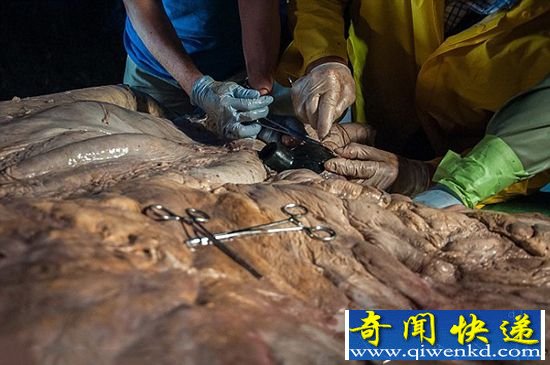 组图:科学家解剖世界上最大心脏 小汽车相当