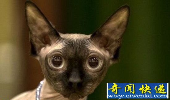 怪异!罗马尼亚举办世界最丑猫咪比赛 丑出新高度